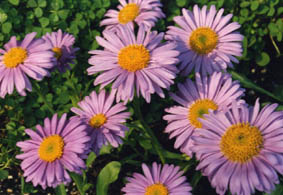 Aster alpinus